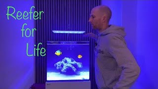 Das Meerwasseraquarium ist gestartet  Was soll ich jetzt tun Erste Schritte und Fehler vermeiden [upl. by Acilef]