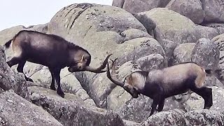 Cabras en La Pedriza [upl. by Lady]