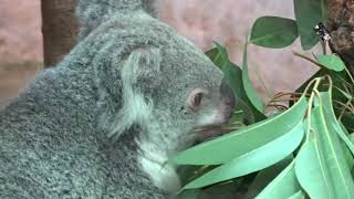 Le Koala marsupial arboricole herbivore est appelé aussi Paresseux australien  Zoo de Beauval [upl. by Valera]