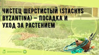 Чистец шерстистый Stachys byzantina — посадка и уход за растением [upl. by Cruickshank211]