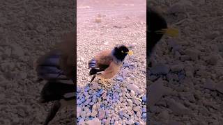 Starling Sound  Myna Sound  Talking Myna starling starlingbird animalsounds shorts [upl. by Ainirtac]