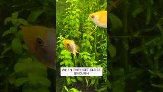 Why Honey Gourami Are Great Fish For 10 Gallon Tanks aquarium fishtank [upl. by Kaela]