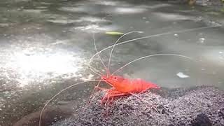 Red Prawns of Vatulele [upl. by Chrisse]