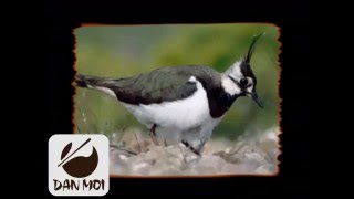 Birdcall Northern Lapwing  Vogelstimme Kiebitz [upl. by Fredericka]