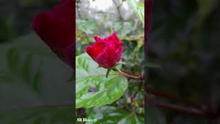 Beautiful flowersNature youtubeshorts love bollywood music foryoushortvideo couple funny [upl. by Cecelia311]