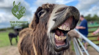 The Radcliffe donkey sanctuary tour [upl. by Bussy]