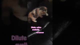 Dilute calico kitten available for sale Dilutecalicopersiancatcatloverbritishshorthairmainecoon [upl. by Lsil]