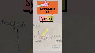 Vitamin D Synthesis biochemistry vitamin vitamind biology [upl. by Ahsei]