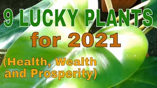 LUCKY PLANTS FOR 2021  2022 FENG SHUI PLANTS PAMPASWERTENG HALAMAN FOR HEALTH WEALTH AND PROSPERITY [upl. by Mich]