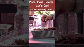 Easiest Way To Plant Lobelia Seeds  Part 1of 3 [upl. by Attenrad]