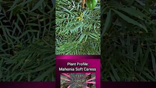 Plant Profile Mahonia Soft Caress [upl. by Eemla]