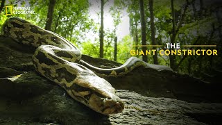 The Giant Constrictor  Snakes SOS Goas Wildest  National Geographic [upl. by Lseil]