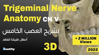 أسهل طريقة لحفظ العصب الخامس  Trigeminal Nerve CN V Anatomy [upl. by Anastase]