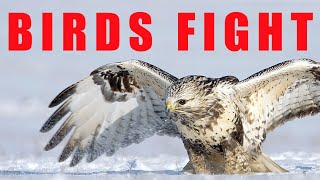 Birds of prey fighting  Roughlegged Buzzard [upl. by Miarfe]