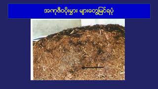 Composting With Trichoderma ထရိုင်ကိုဒါးမားမှို ဖြင့်မြေဆွေးပြုလုပ်ခြင်း [upl. by Yelkcub146]