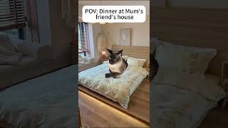 Dinner at Mums friends housecat catmemes mom funnyforyou relationship memes funnycats [upl. by Ariahaj]