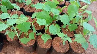 Gmelina arborea Gamhar seeds germination seedlings [upl. by Armbruster]