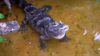 Chinese Alligator bellowing [upl. by Cappello]