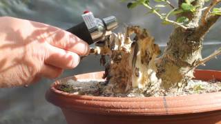 Privet Bonsai Carving Video Using Ordinary Material for Bonsai [upl. by Nere623]