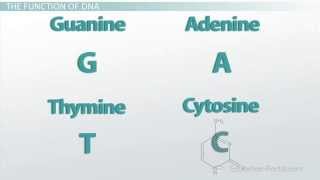 DNA Complementary Base Pairing [upl. by Yenahs437]