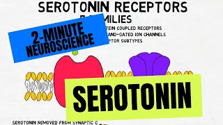 2Minute Neuroscience Serotonin [upl. by Kcirredal]