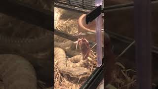 Feeding the fastest striking snake on earth Death Adder [upl. by Edda]