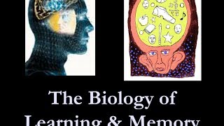 learning and memory [upl. by Matless]