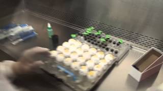 Avian Influenza Testing [upl. by Aihsinyt]