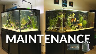 How I Clean and Maintain All My Large Aquariums [upl. by Nnylacissej380]