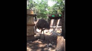 Emu drummingbooming [upl. by Cadell606]