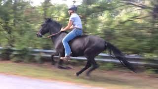 Paso Fino Horse Galloping Full Speed Bareback [upl. by Furmark611]