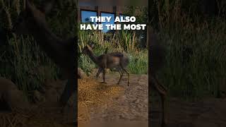 Did you know Kirk´s DikDik facts gaming planetzoo dikdik zookeepersanimalpack animalfacts [upl. by Alekim]