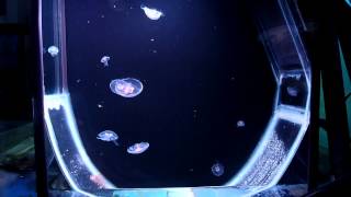 Moon Jellyfish in Kreisel Aquarium [upl. by Lazor]