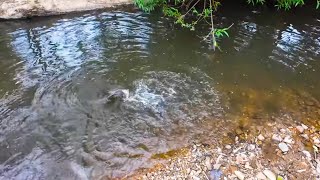 OMG Murray Cod Have Taken Over My Blackfish Fishing Spot [upl. by Eirojram]