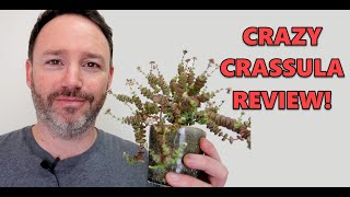 Crassula Marnieriana Houseplant Review and Care  Jade Necklace  Crassula Rupestre [upl. by Hadnama]