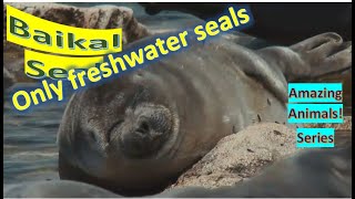 Baikal Seal facts 🦭 Lake Baikal Seal 🦭 Nerpa facts 🦭only freshwater Seals 🤩 [upl. by Russia]