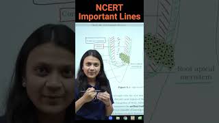 Root apical meristem NCERT diagram  Revision Biology NEET  NCERT important lines for NEET [upl. by Ecirtahs]