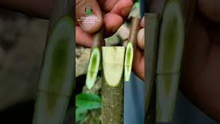 Best grafting technique 100 successful persimmon [upl. by Vassell]