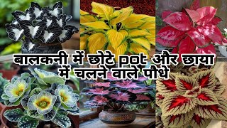 Balcony में छाया में चलने वाले खूबसूरत permanent shade loving plantssmall pot plantindoor plants [upl. by Samuela]