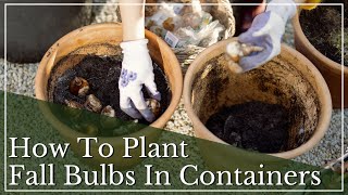 Fall Bulb Containers  How To Plant Bulbs In Pots  Small Space Gardening  Spring Blooming Bulbs [upl. by Tunnell]