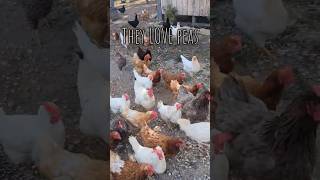 Chickens and ducks favorite treat [upl. by Nonnac]