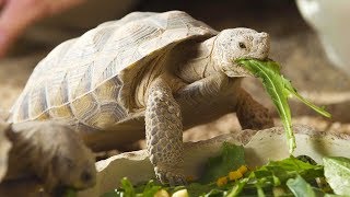 Desert Tortoise Habitat at the Springs Preserve [upl. by Lucius]