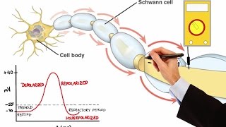 NEURON ACTION POTENTIAL MADE EASY [upl. by Piefer]