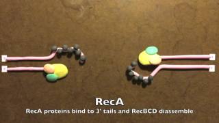 Homologous Recombination in Prokaryotes [upl. by Beuthel560]