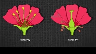 Difference between Protogyny and Protandary plantscience floweranatomy farming krishiguru [upl. by Hyacinthe]