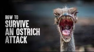 HOW TO SURVIVE AN OSTRICH ATTACK  Tech and Science [upl. by Ardnasak284]