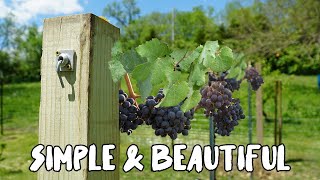 How to build a Grape Vine Trellis [upl. by Geoffry]