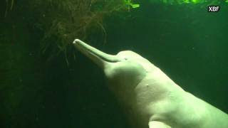 Amazon river dolphin Inia geoffrensis HD [upl. by Kcirded348]