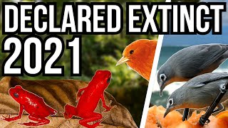 5 Animals That Were Declared Extinct In The Year 2021 [upl. by Gerhan]