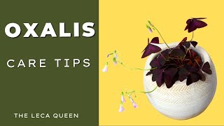 Oxalis  Beginner Care Guide amp Soil to Leca in ONE Week [upl. by Gonnella]